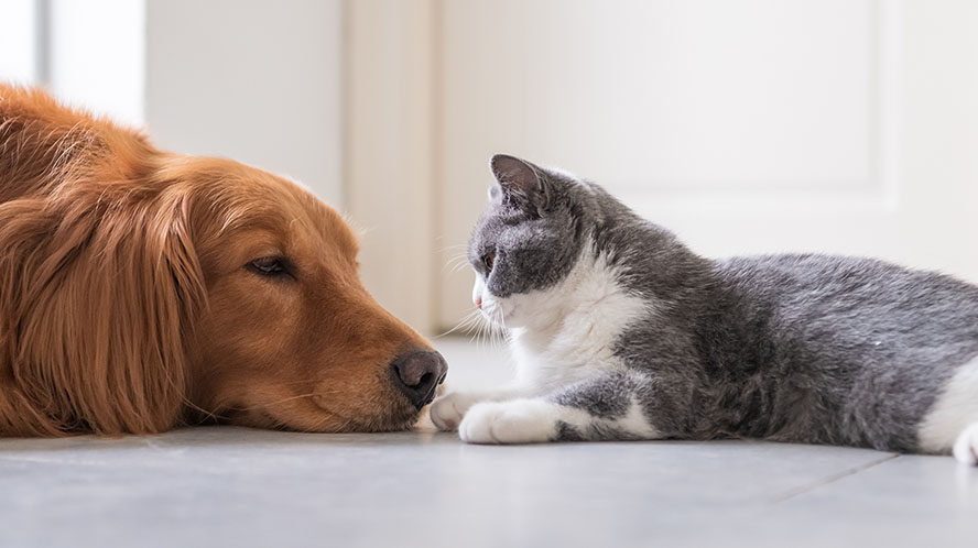 Pet Owners Tighten the Leash on Spending 